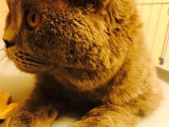 -芭比堂动物医院·犬猫全科·异宠专科(雁塔分院)