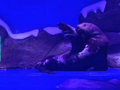 -上海海昌海洋公园