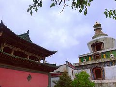 -塔尔寺菩提树