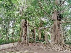 -中国科学院西双版纳热带植物园