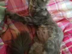 -达爱动物医院·犬猫分区·CT·复杂眼科(远洋山水分院)