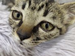 -佳雯宠物医院·皮肤科·内外科(春晓路分院)