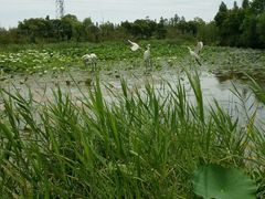-上海长兴岛郊野公园