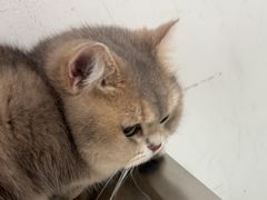 -汪喵宠物医院·骨科心脏影像·犬猫急重症ICU诊疗中心(成华分院)