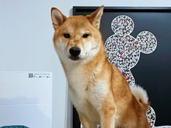 -爱妮康宠物医院·干细胞免疫细胞·肿瘤·心脏(张江店)