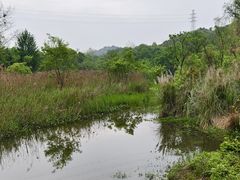 -西湖风景区-江洋畈生态公园
