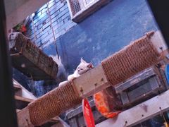 -猫咪博物馆(顶澳仔猫街店)