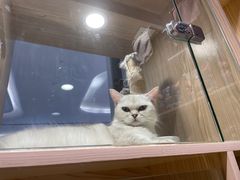 -屋虎猫馆(宝安大仟里店)