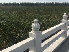 -呼兰河口湿地公园