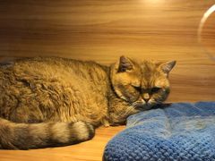 -喵百万·布偶·蓝金金渐层英短·猫舍(百子湾店)