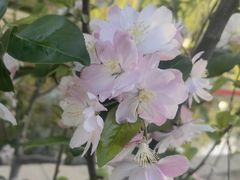 -海棠花溪(元大都城垣遗址公园)