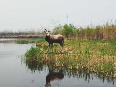 -溱湖国家湿地公园