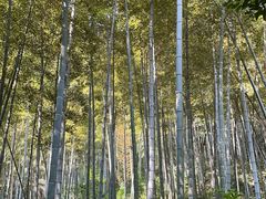 -上海佘山国家森林公园天马山园