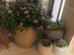 -龙大花卉苗木市场