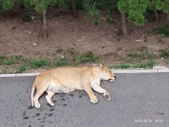 -大青山野生动物园