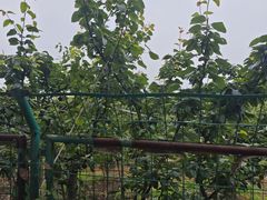 -树山生态村