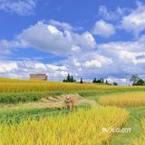 贵阳周边限定秋景/贵定腊利绝美梯田
