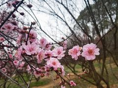 -无锡梅园公园