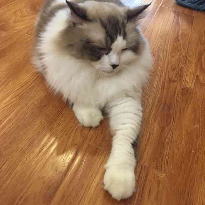 贝斯特猫咪咖啡馆-"挺干净的,有猫咪和小兔子,食物不能要求太.