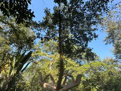 -瑞丽独树成林风景区