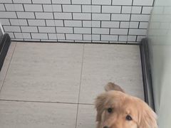 -趣玩宠物乐园寄养训犬训狗游泳池