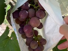 -马陆小张葡萄园农家乐