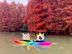 -上海海湾国家森林公园