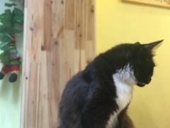 -猫色咖啡·猫咖