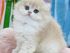 -小猫来了·猫咪专售(红山六九七九店)