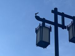 -凯鸽酒楼(操场城店)