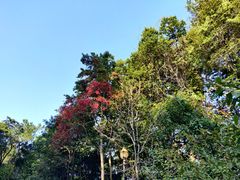 -广州市流溪河国家森林公园