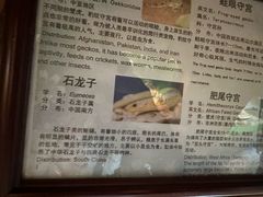 -上海大自然野生昆虫馆(东方明珠·爬宠昆虫探索中心)