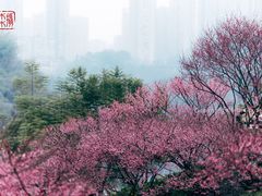 -重庆彩云湖湿地公园
