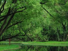 -上海共青森林公园