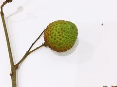 -PAGODA百果园(深圳天琴阁店)