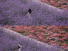 -紫颐香薰山谷景区