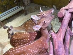 -正佳雨林生态植物园