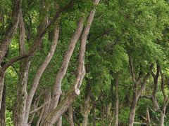 -西湖风景区-江洋畈生态公园