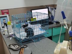 -安安宠医·臻爱宠物医院·宠保定点(营门口路分院)