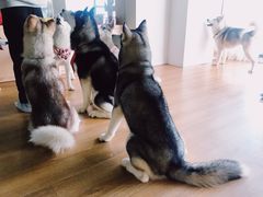 -Husky Go! 哈士奇体验馆·宠物咖啡厅狗咖