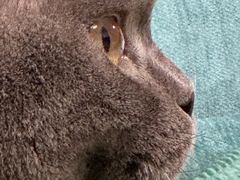 -芭比堂动物医院·犬猫全科·异宠专科(雁塔分院)