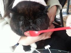 -萌喵宠狗爱心宠咖