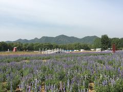 -北京东方普罗旺斯薰衣草庄园