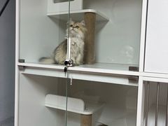 -十月米努特矮脚猫舍