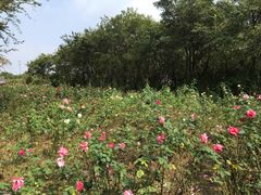 -鹅湖玫瑰文化园