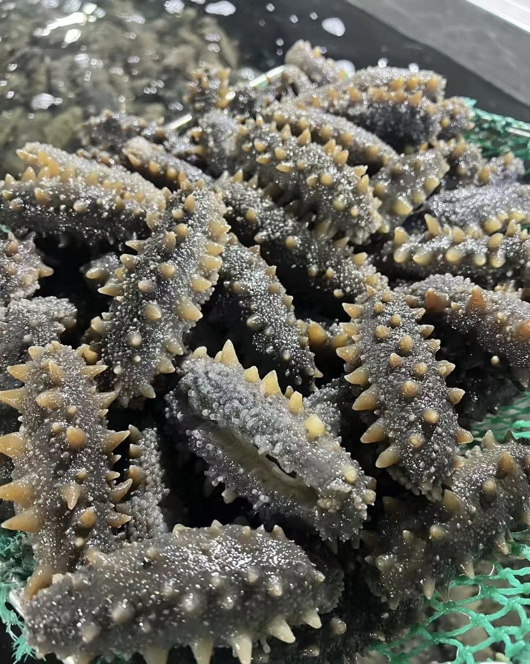 大连海参:海底"黄金"的奥秘,一篇看懂如何吃