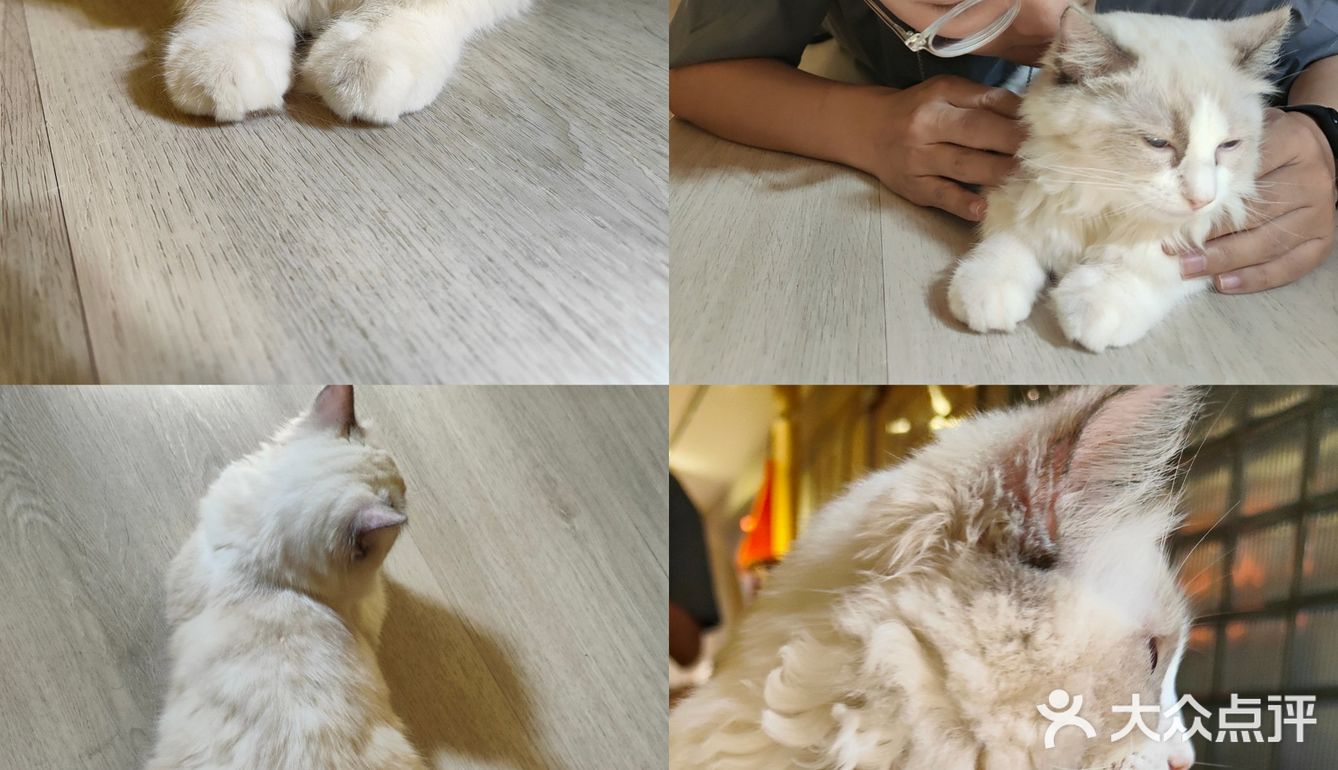 🔥别去东山口了！🐱这里的猫好粘人！！超好出片