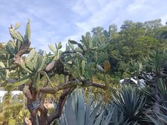-深圳仙湖植物园