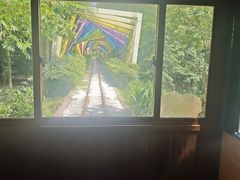 -合肥滨湖国家森林公园