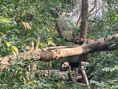 景点-成都大熊猫繁育研究基地